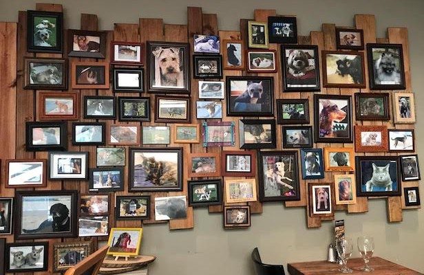 brown hound Picture wall